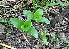 つるむらさき（６月４日）