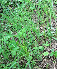 ネギ（６月４日）