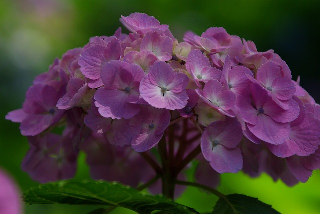 三室戸寺の紫陽花