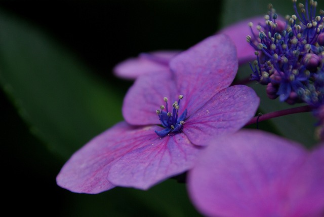 顎紫陽花
