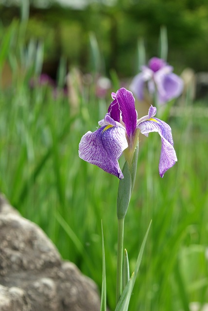 花菖蒲