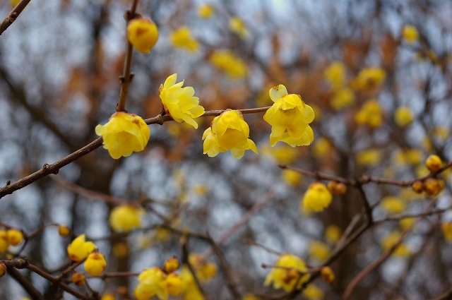 ソシンローバイ