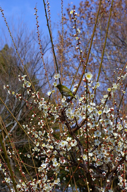 梅とメジロ