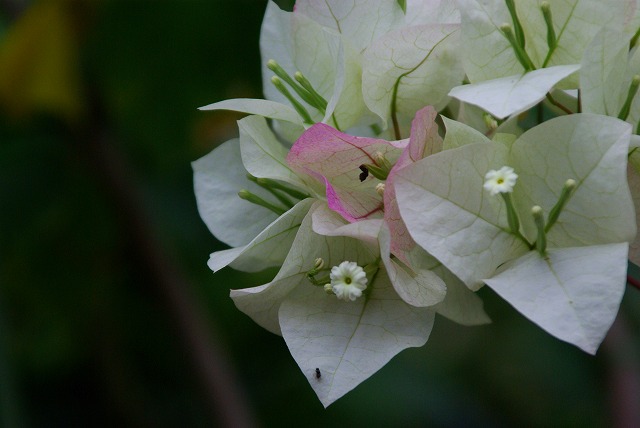 ブーゲンビリア