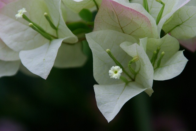 ブーゲンビリア