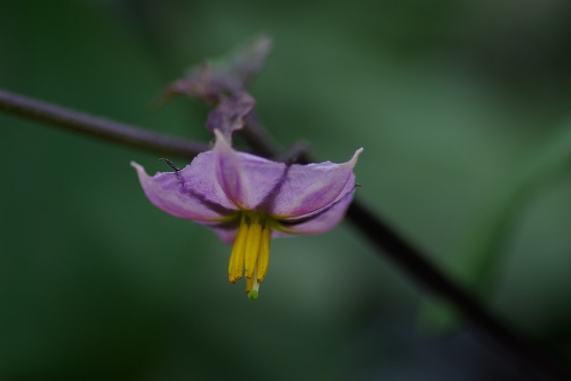 茄子の花