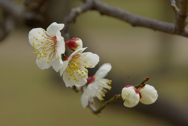 ume