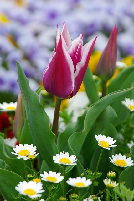 チューリップ　2