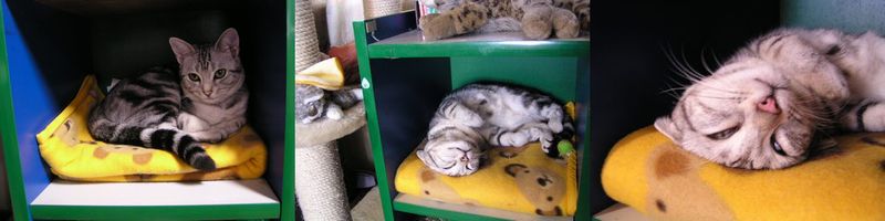 いちごもだらけてます・・