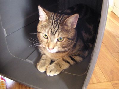 ゴミ箱入り息子、そら