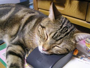 いいまくらニャ～