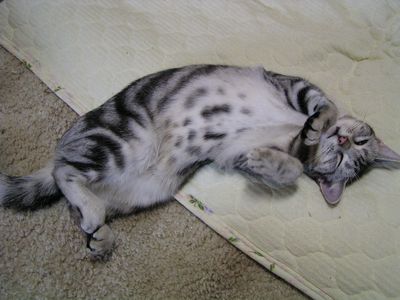 いちごもだらけてます・・