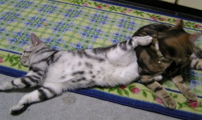 いちごのケリが入りました～★