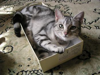 箱入り、いちご♪