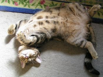 そらも・・ゴロニャン