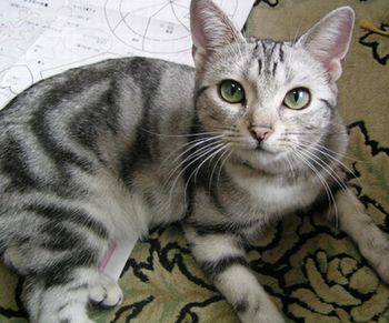 おすまし～いちご♪