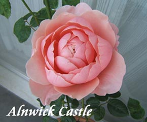 2005_0503_0062 Alnwick Castle