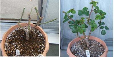 2005_0403_タモラ