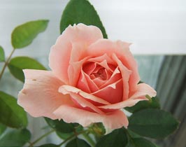 大苗組から