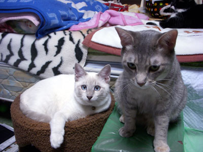 10-30-1-soul&maka.jpg
