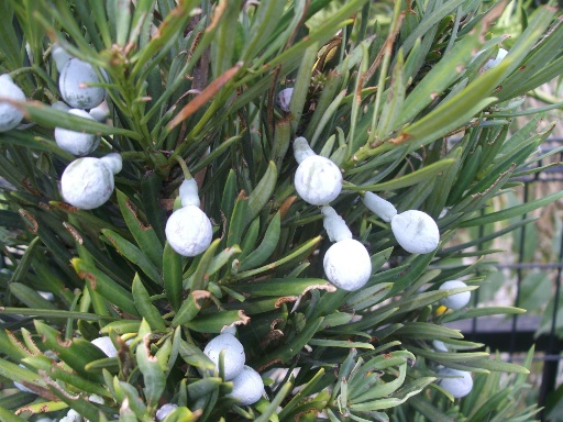 槇の実とは かけだし樹名板屋の独り言 楽天ブログ