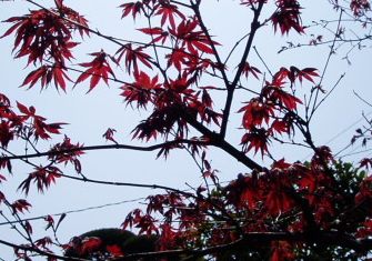 庭の紅葉