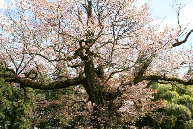 こうごんじの桜