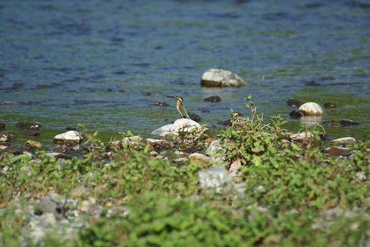 小さいけどカワセミです