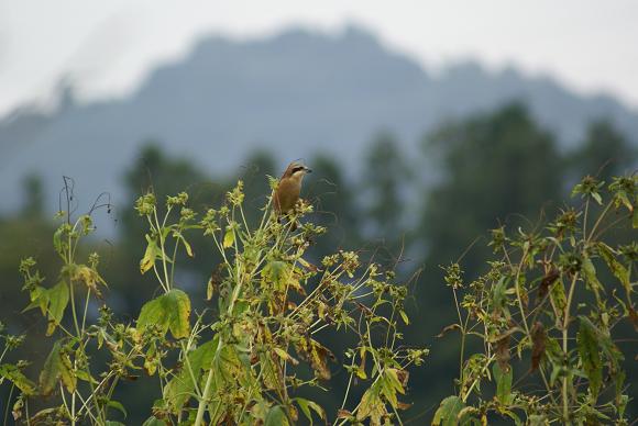 モズが枯れ木で鳴いている♪