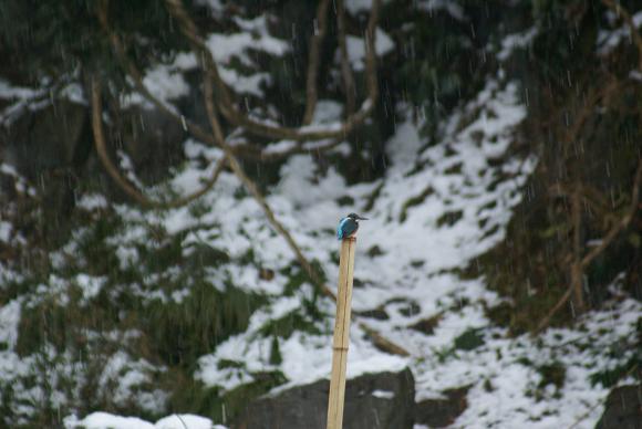 雪のカワセミ