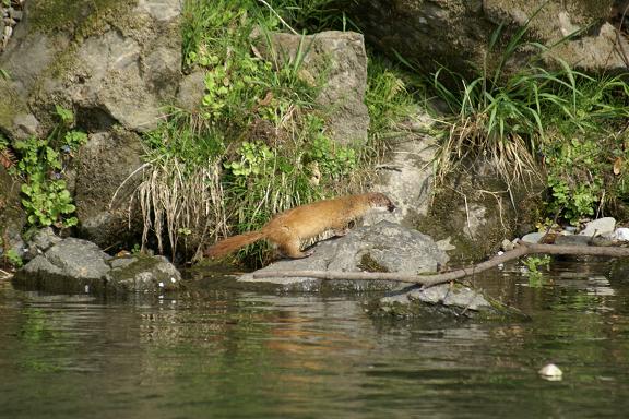 すばしっこいイタチ