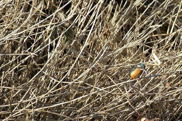 魚をねらってるのかな？