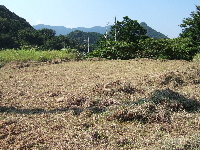 草刈後