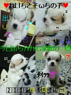 チャチャ