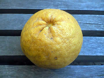 まるひ水産の夏みかん