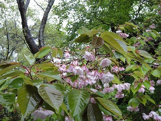 山中湖湖畔八重桜