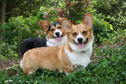 kailani　クローバー