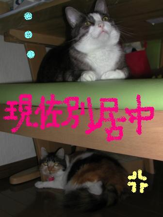 猫アパート２.JPG