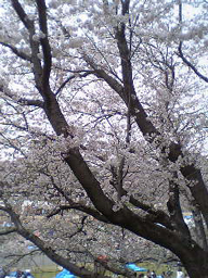 sakura-1