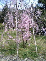 sakura-4