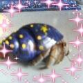 星の貝殻に入ったヤドカリ☆