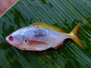 yellow-baby-snapper.jpg