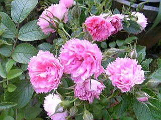 カーネーション咲き