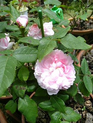 ｼﾞｬｯｸｶﾙﾁｴ