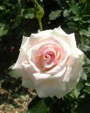 ホワイトディライト