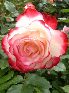 ジュビレ　離宮公園