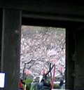 岡口門からの桜
