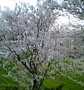 ゆの里近くの桜