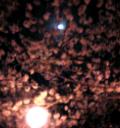 夜桜