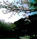根来寺と逆光の桜